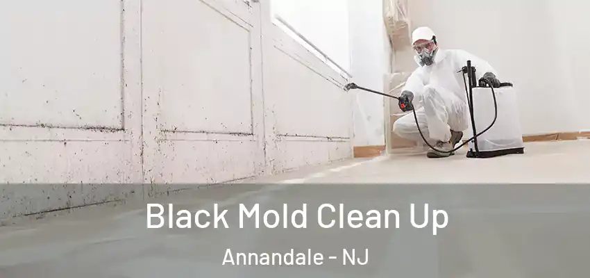  Black Mold Clean Up Annandale - NJ