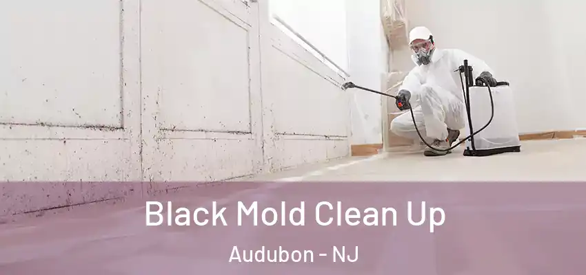  Black Mold Clean Up Audubon - NJ