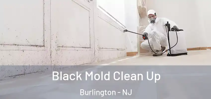  Black Mold Clean Up Burlington - NJ