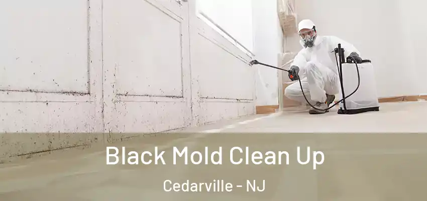  Black Mold Clean Up Cedarville - NJ