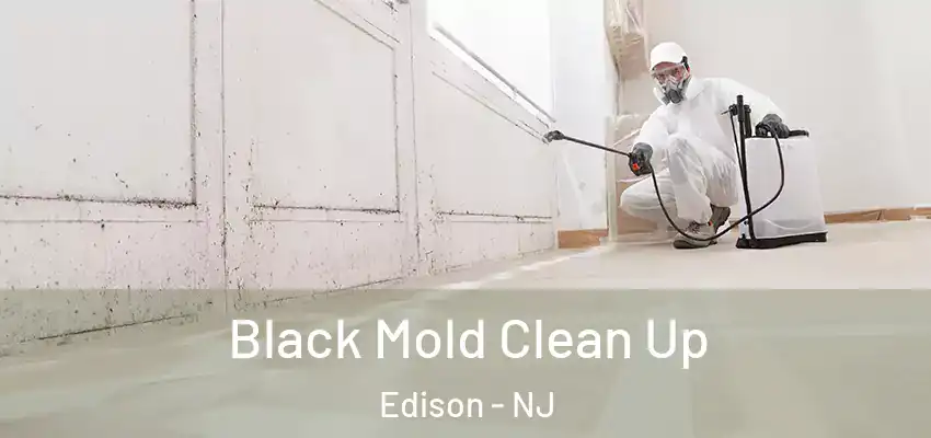  Black Mold Clean Up Edison - NJ