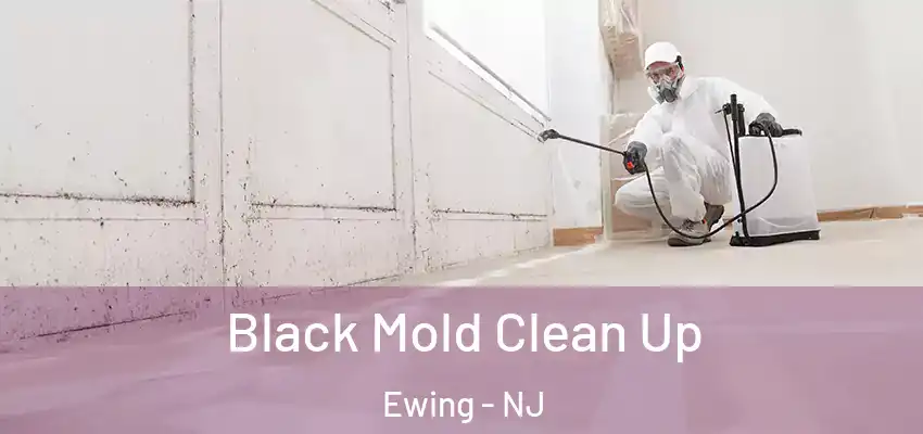  Black Mold Clean Up Ewing - NJ