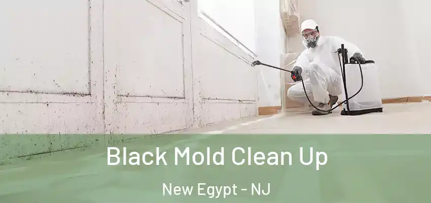 Black Mold Clean Up New Egypt - NJ