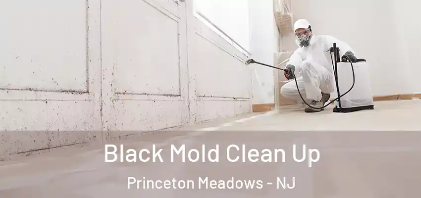 Black Mold Clean Up Princeton Meadows - NJ