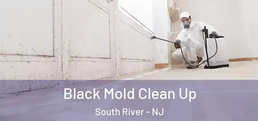  Black Mold Clean Up South River - NJ