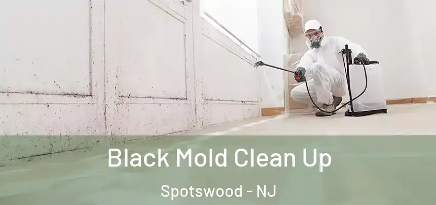  Black Mold Clean Up Spotswood - NJ