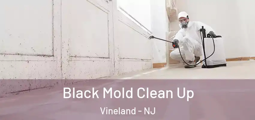 Black Mold Clean Up Vineland - NJ