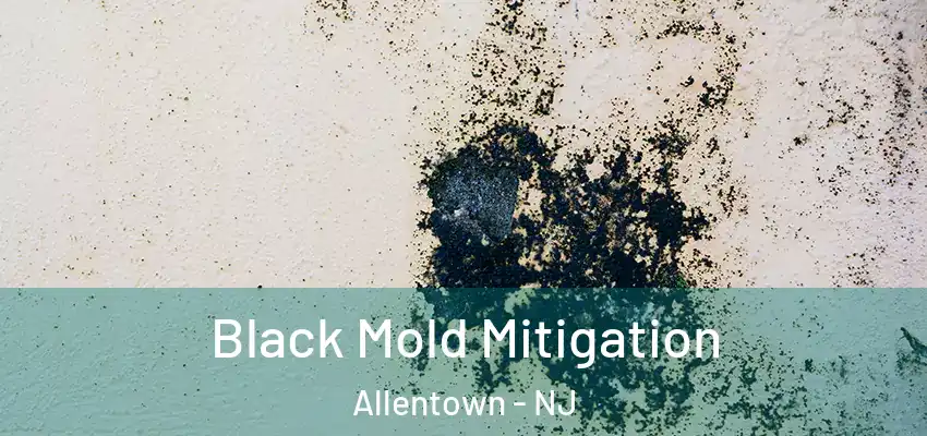  Black Mold Mitigation Allentown - NJ