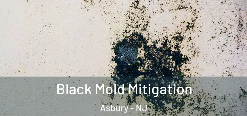  Black Mold Mitigation Asbury - NJ
