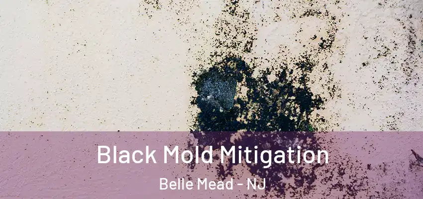 Black Mold Mitigation Belle Mead - NJ