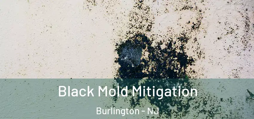  Black Mold Mitigation Burlington - NJ