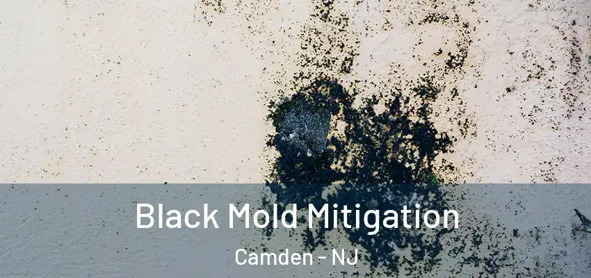  Black Mold Mitigation Camden - NJ