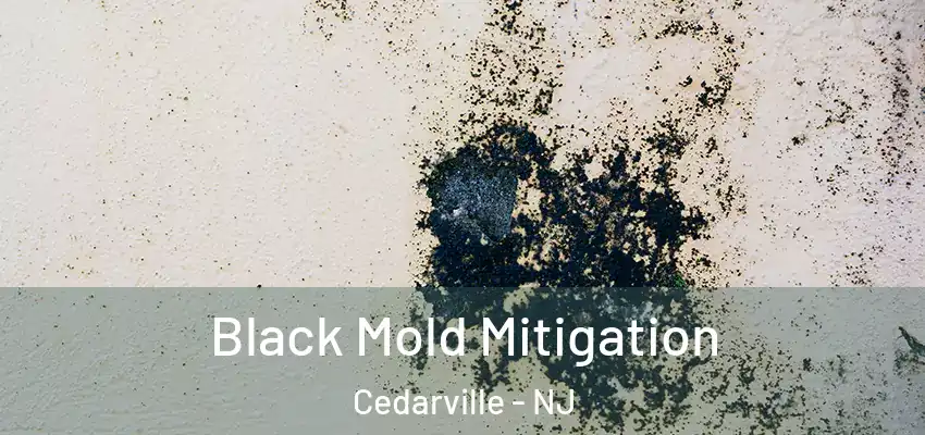  Black Mold Mitigation Cedarville - NJ