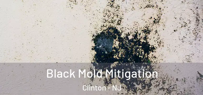  Black Mold Mitigation Clinton - NJ