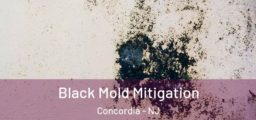  Black Mold Mitigation Concordia - NJ