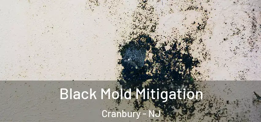  Black Mold Mitigation Cranbury - NJ