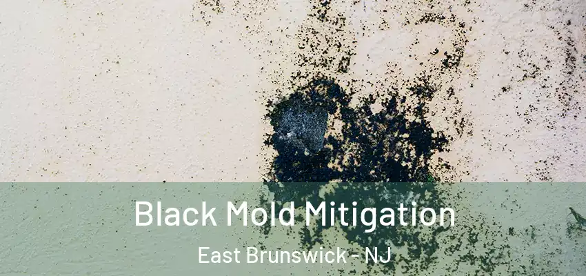  Black Mold Mitigation East Brunswick - NJ