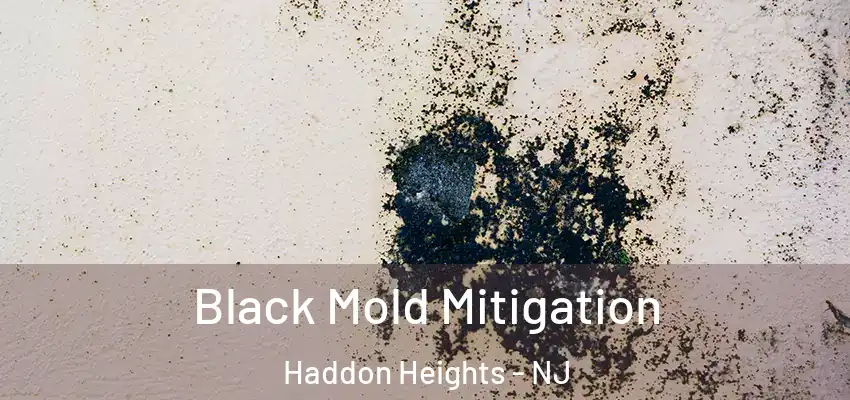  Black Mold Mitigation Haddon Heights - NJ