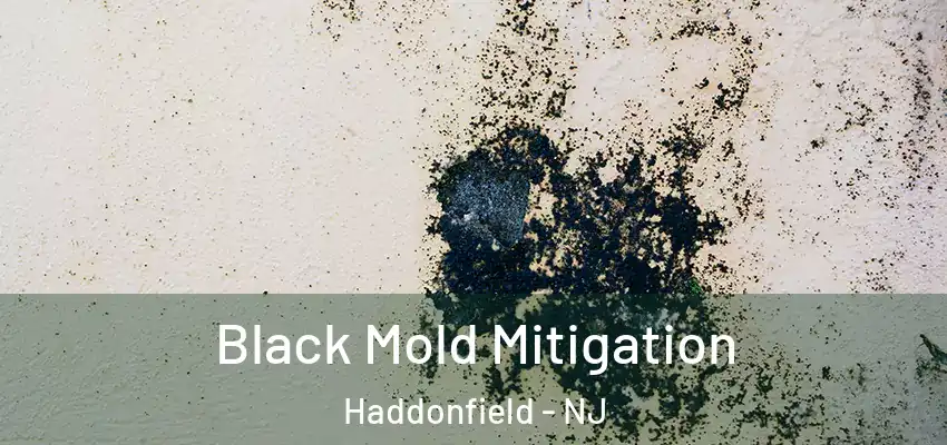 Black Mold Mitigation Haddonfield - NJ