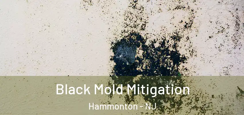  Black Mold Mitigation Hammonton - NJ