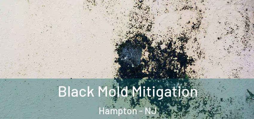  Black Mold Mitigation Hampton - NJ