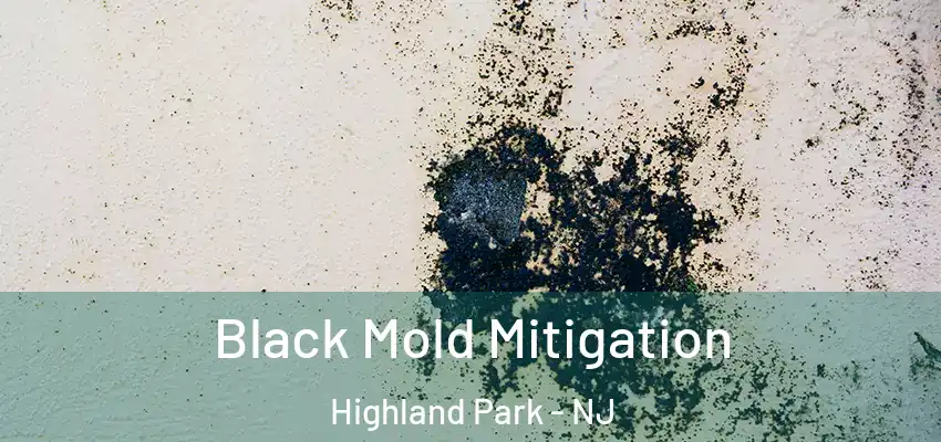 Black Mold Mitigation Highland Park - NJ