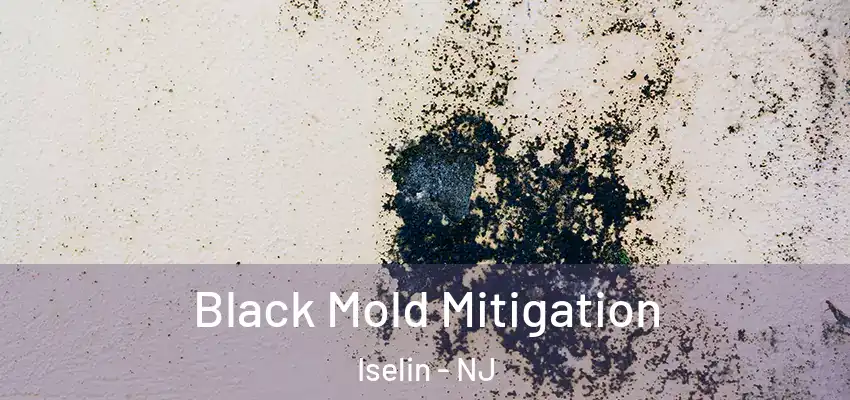 Black Mold Mitigation Iselin - NJ