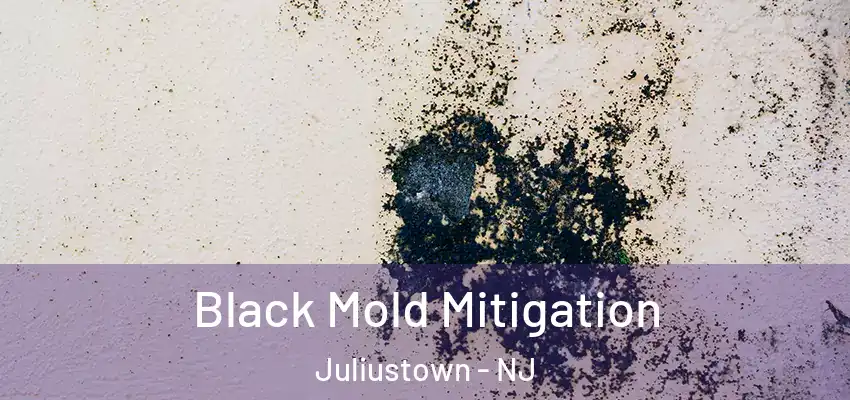  Black Mold Mitigation Juliustown - NJ