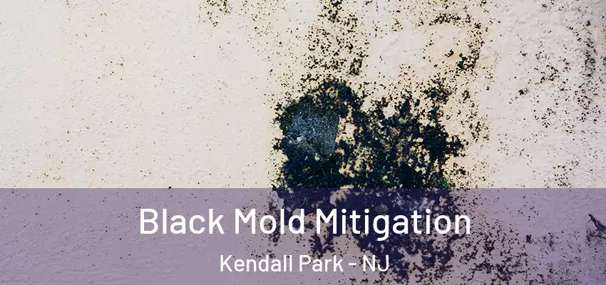  Black Mold Mitigation Kendall Park - NJ