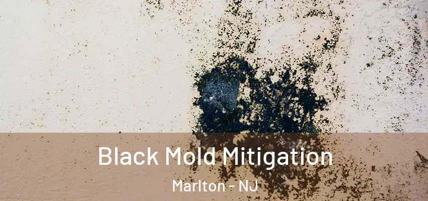  Black Mold Mitigation Marlton - NJ