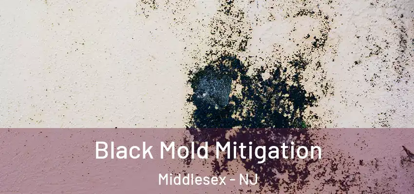  Black Mold Mitigation Middlesex - NJ