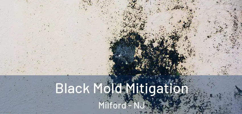 Black Mold Mitigation Milford - NJ