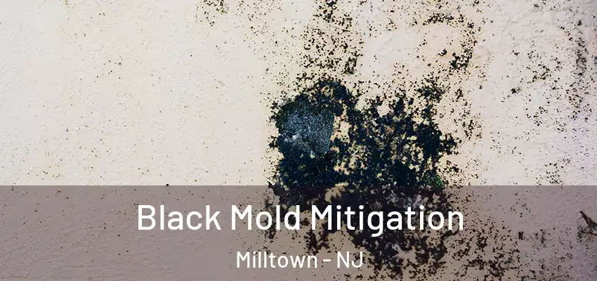  Black Mold Mitigation Milltown - NJ