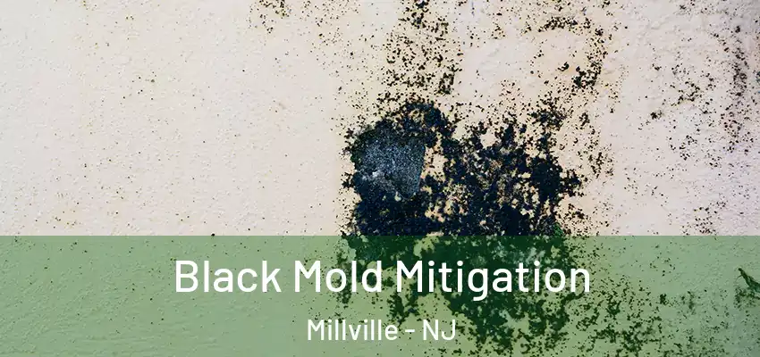 Black Mold Mitigation Millville - NJ