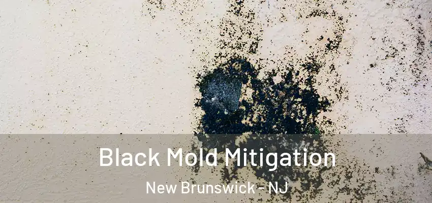  Black Mold Mitigation New Brunswick - NJ