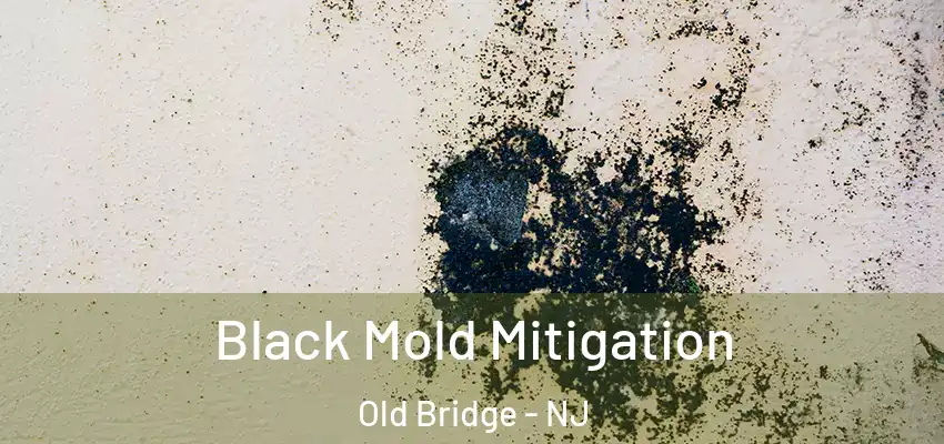 Black Mold Mitigation Old Bridge - NJ