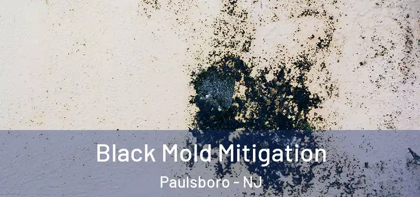 Black Mold Mitigation Paulsboro - NJ