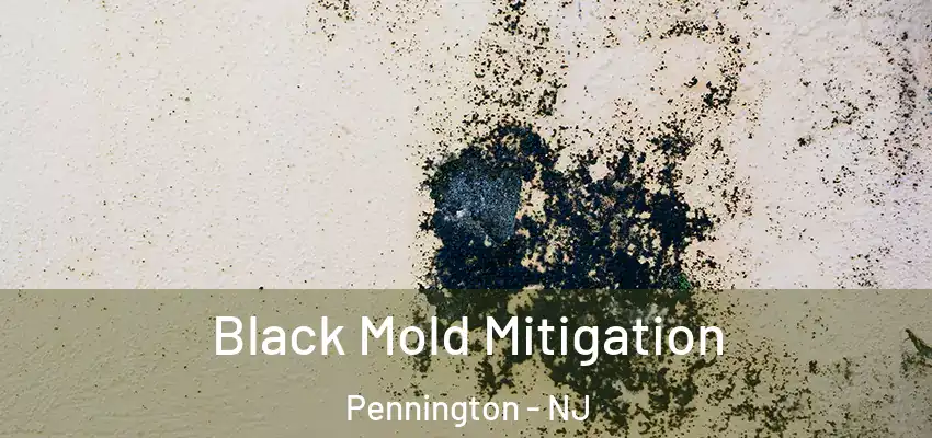  Black Mold Mitigation Pennington - NJ