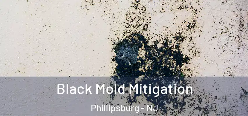  Black Mold Mitigation Phillipsburg - NJ