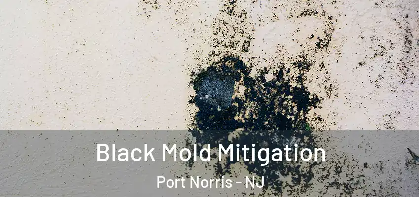  Black Mold Mitigation Port Norris - NJ