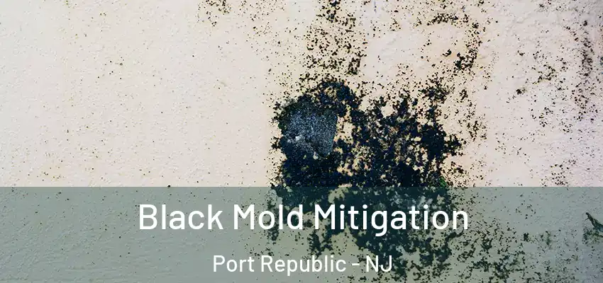 Black Mold Mitigation Port Republic - NJ