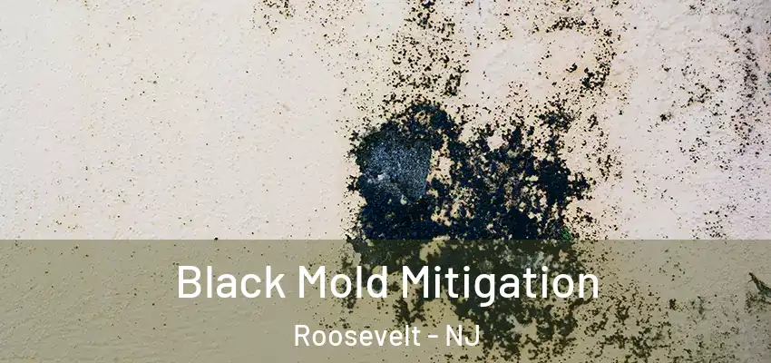 Black Mold Mitigation Roosevelt - NJ