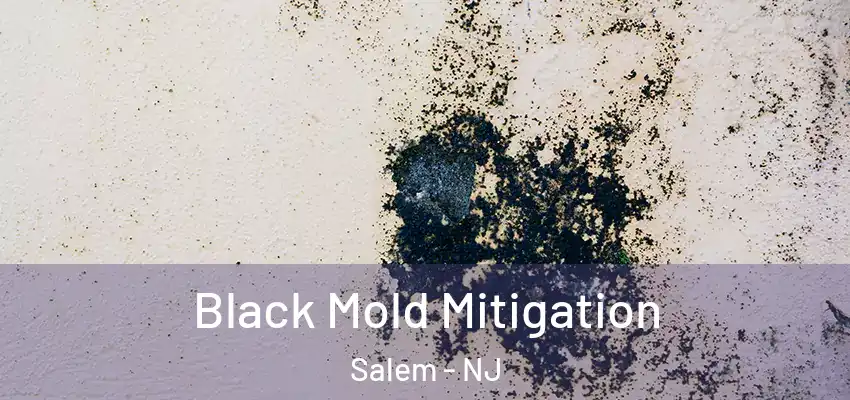  Black Mold Mitigation Salem - NJ