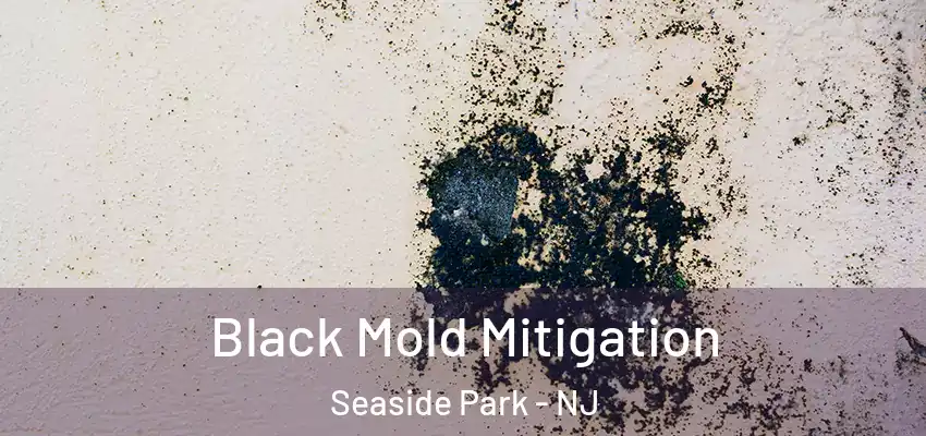 Black Mold Mitigation Seaside Park - NJ
