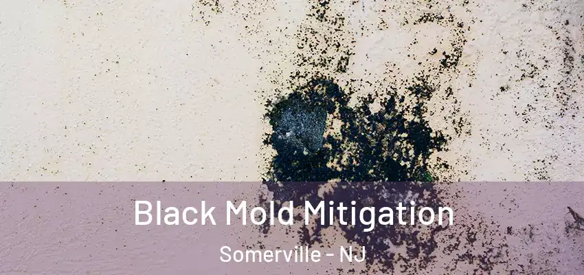 Black Mold Mitigation Somerville - NJ