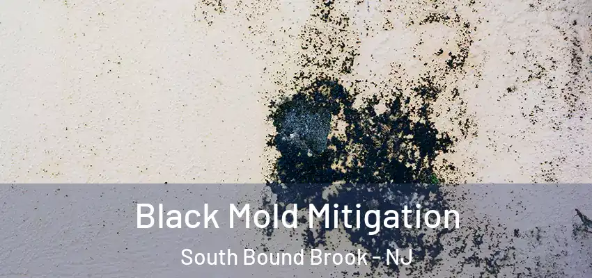  Black Mold Mitigation South Bound Brook - NJ