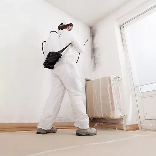 Trusted Black Mold Clean Up Experts in Camden, NJ