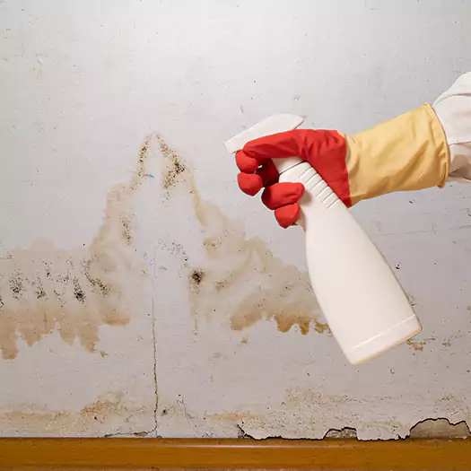 Trusted Black Mold Mitigation Specialists in Camden, NJ