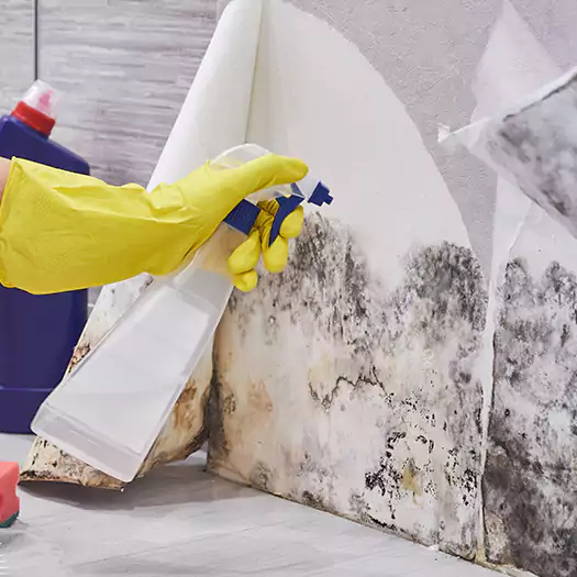 Reliable Mold Abatement Specialists in Camden, NJ