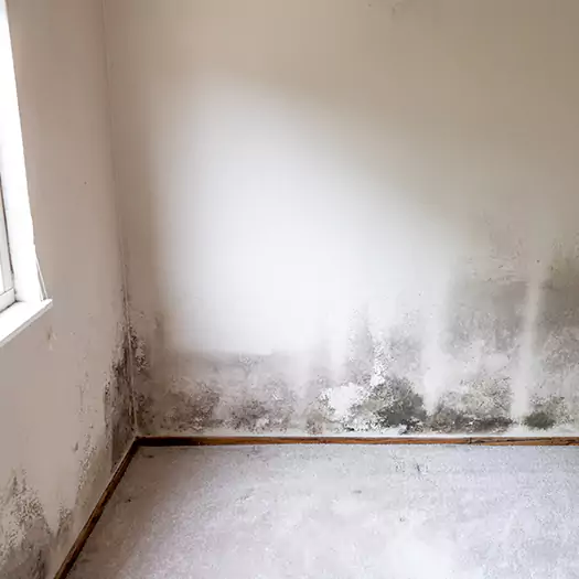 Trusted Mold Cleanup Specialists in Camden, NJ